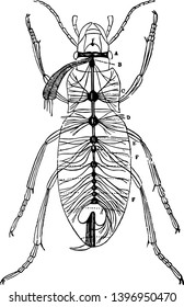 Sistema Nervioso de Carabus Auratus que es el dibujo de la línea de escarabajo de la tierra dorada o ilustración de grabado.