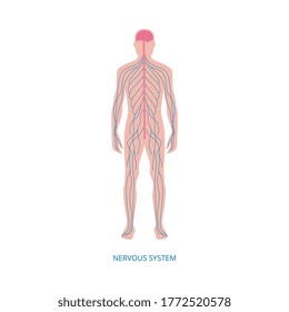 Nervous system - cartoon diagram of male human body nerves structure with blue nerve line network running along spinal cord from brain. Isolated flat vector illustration.