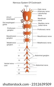 Sistema nervioso de cucaracha. Anatomía de cucaracha. Diagrama etiquetado. Ilustración botánica.