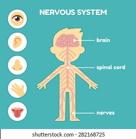 Nervous system, educational anatomy chart for kids. Nerves, brain and the five senses. Captions on separate layer.