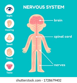 Nervous System Diagram For Kids : Nervous System Diagram Poster Wall