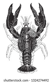 Nervous system and gills of the Crayfish, vintage engraved illustration. From Zoology Elements from Paul Gervais.
