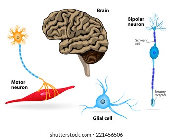 Nervous System. Human Anatomy. Brain, Motor Neuron, Glial And Schwann Cell, Sensory Receptor And Bipolar Neuron.