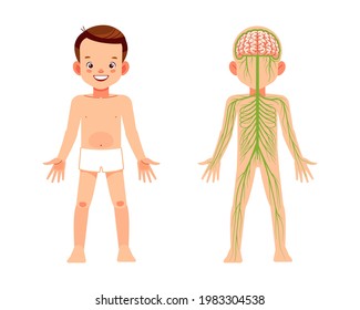 Nervous system human body, educational anatomy infographic chart poster for kids. Nerves, spinal cord, and brain. Simple cartoon-style vector isolated illustration.