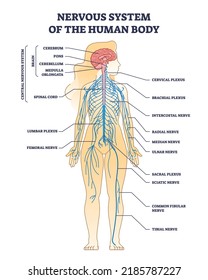 Nervous system of human body with nerve network anatomy outline diagram. Labeled educational medical scheme with CNS brain structure and peripheral inner cord, plexus and nerves vector illustration.