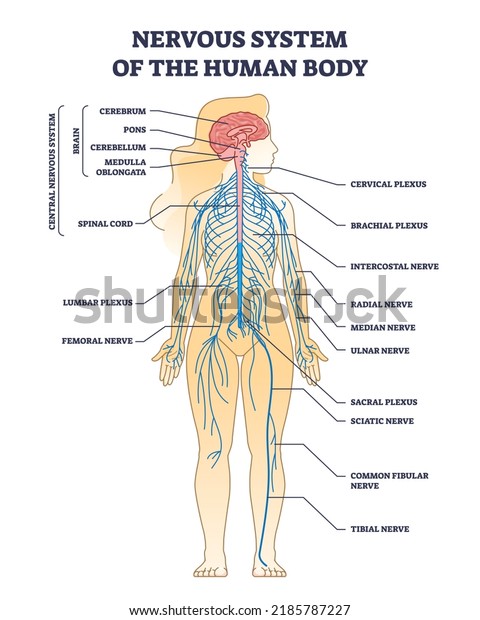 Nervous system of human body with nerve\
network anatomy outline diagram. Labeled educational medical scheme\
with CNS brain structure and peripheral inner cord, plexus and\
nerves vector\
illustration.