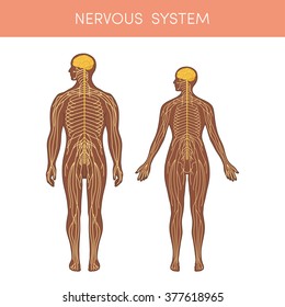 The nervous system of a human. Cartoon vector illustration for medical atlas or educational textbook. Physiology of a black male and female.