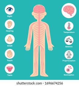 Nervous System Infographic Chart. Brain And Nerves On Body Silhouette, Senses And Perception Icons. Health And Medical Vector Illustration.