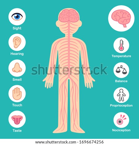 Nervous system infographic chart. Brain and nerves on body silhouette, senses and perception icons. Health and medical vector illustration.