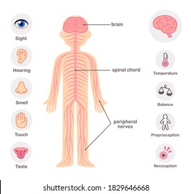 Nervous system infographic chart elements. Nerves, spine, brain and the five senses.