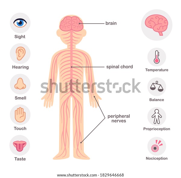 Nervous System Infographic Chart Elements Nerves Stock Vector (Royalty ...