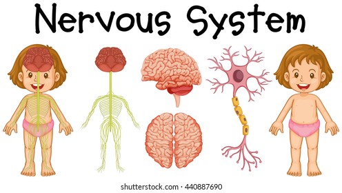 Nervous System Kids High Res Stock Images Shutterstock