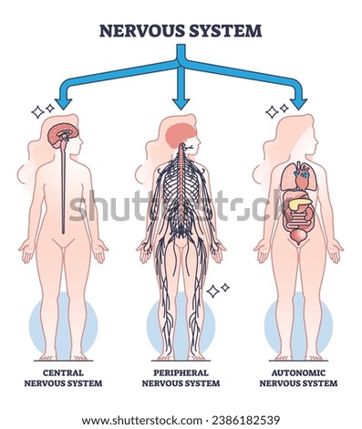 Nervous system main central, peripheral and autonomic parts outline diagram. Labeled educational scheme with neurology sections and body neurons division vector illustration. Nerve connection network