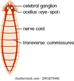 Nervous system of planaria (flatworm) isolated on white background