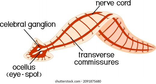 Nervous system of planaria (flatworm) isolated on white background