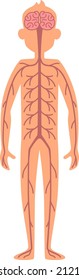 Nervous system poster. Human body anatomical model