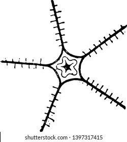 Nervous System of the Starfish is very simple there is no brain and there are not even any ganglia to coordinate movement vintage line drawing or engraving illustration.