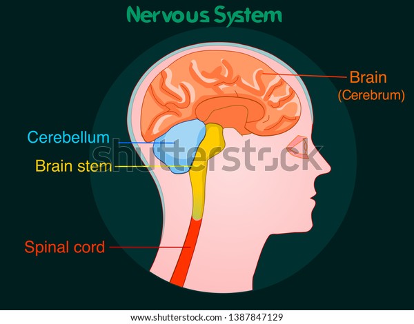 Nervous System Structure Human Side View Stock Vector Royalty Free 1387847129