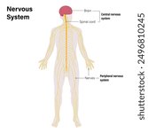 The nervous system vector. Central and Peripheral nervous system. Brain, spinal cord and spinal nerves.