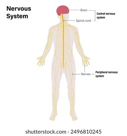 The nervous system vector. Central and Peripheral nervous system. Brain, spinal cord and spinal nerves.