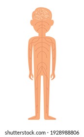 Sistema nervioso. Ilustración vectorial aislada en fondo blanco.