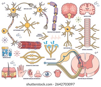 Planilha do sistema nervoso mostra neurônios, cérebro e medula espinhal, ilustrando vias neurais e funções sensorial-motoras. Coleção de estilos de estrutura de tópicos