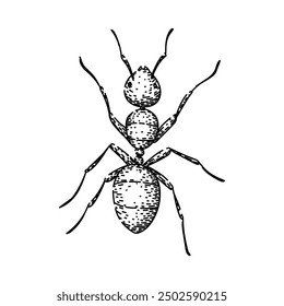 nest ant hand drawn. foraging insect, antennae mandibles, thorax abdomen nest ant vector sketch. isolated black illustration