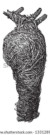 Nest of the Baya Weaver or Ploceus philippinus, made of twigs,grass,leaves, attached to a tree branch, vintage engraved illustration. Dictionary of Words and Things - Larive and Fleury - 1895