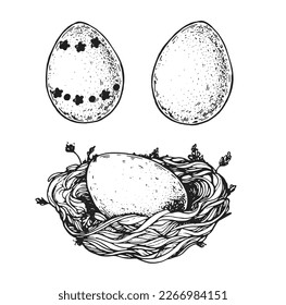 Nest with bird eggs sketch. Hand drawn vector illustration. Easter eggs.