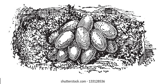 Nest of the Bumblebee or Bombus sp., built underground, showing eggs, vintage engraved illustration. Dictionary of Words and Things - Larive and Fleury - 1895