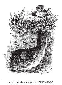 Nest of the Burrowing Owl or Athene cunicularia, showing grassland burrow, vintage engraved illustration. Dictionary of Words and Things - Larive and Fleury - 1895