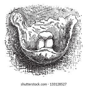 Nest of the Cliff Swallow or Petrochelidon sp., made of mud, showing eggs, vintage engraved illustration. Dictionary of Words and Things - Larive and Fleury - 1895