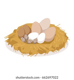 Nest with eggs of different birds, poultry breeding vector Illustration