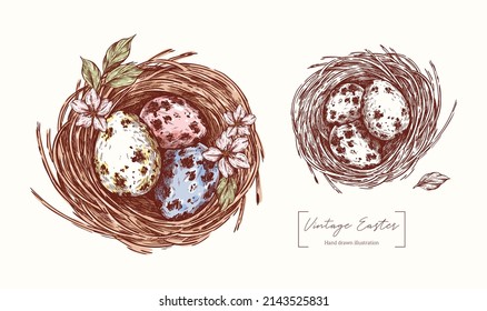 Nest with eggs in engraving style. Easter eggs in a nest with apple flowers isolated white background. Vintage vector hand drawn. Easter illustration for greeting card, invitations, print