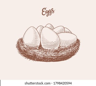 Nest of eggs. Farm product. Engraved hand drawn retro vintage sketch. Woodcut style. Vector illustration for menu or poster or easter.