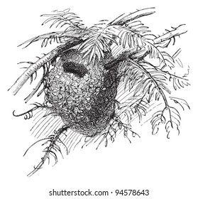 Nest Goldcrest (Regulus Cristatus) - Vintage Illustration / Illustration From Meyers Konversations-Lexikon 1897