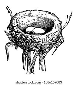 Nest of Humming Bird which flit about in tropical woods and build their nests with grass, lined with feathers, vintage line drawing or engraving illustration.