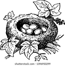 Nest of Kinglet builds its nest among ivy or dependent from fir branches vintage line drawing or engraving illustration.