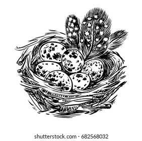 Nest with quail. Vector graphic hand drawn illustration.