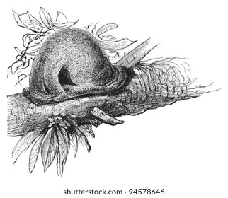 Nest Rufous Hornero (Furnarius rufus) - Vintage illustration / illustration from Meyers Konversations-Lexikon 1897