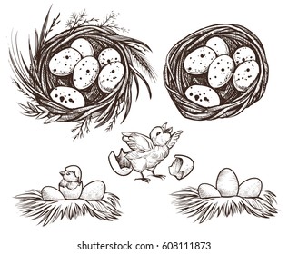 Nest set and hatching chicken. Vector hand drawn line  illustration of eggs in nest and nestling.