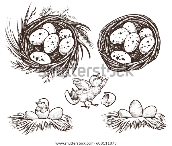 鶏を巣に入れ 孵化させる ネストとネストリングでの卵のベクター手描きのラインイラスト のベクター画像素材 ロイヤリティフリー
