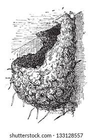 Nest of the Swallow or Hirundinidae, made of mud and grass, attached to a cliff, vintage engraved illustration. Dictionary of Words and Things - Larive and Fleury - 1895