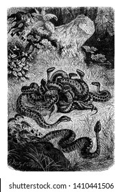 Ninho de víboras onde muitas cobras são notáveis por sua grande beleza de coloração ou pelo padrão de suas marcas, vintage desenho de linha ou gravura ilustração.