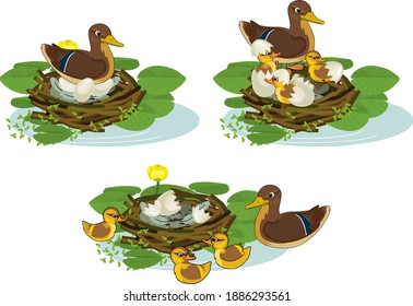 Nest of wild duck (mallard) with chicks and eggs isolated on white background. Stages of incubation of eggs from laying eggs to the exit of chicks from the nest