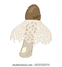 Netted stinkhorn (dictyophora duplicata) on white background