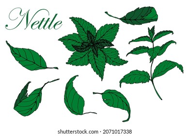 Nettle. Branch and leaves . Hand drawn. Color green sketch. Isolated white background. Engraving. For tattoos, packaging, labels