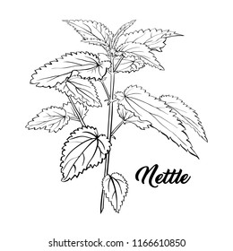 Nettle Branch Monochrome Engraving. Tea Herbs Sketch. Isolated Hand Drawn Contour Sketch Drawing Illustration of Stinning Botany Plant. Herbal Medicine and Aromatherapy Design on the White Background