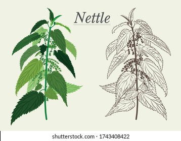Nettle Green And Dried Acute Apothecary