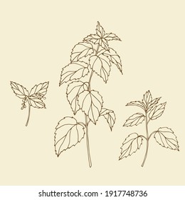 Nettle hand drawn collection. Botanical design for organic cosmetics, medicine, health care